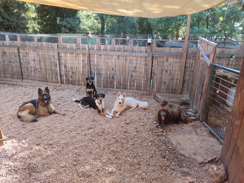 KIBKI :Garde animaux, pension familiale canine, soins énergétiques, conseils naturopathie — photo