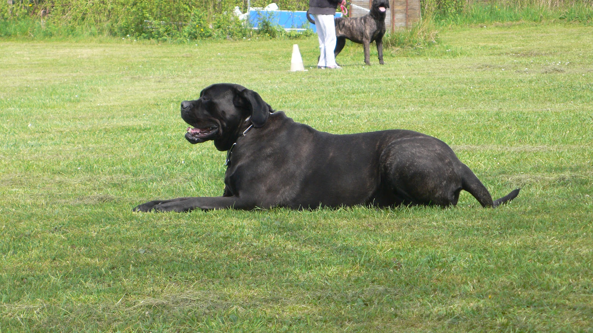 Le domaine de Champagne (Pension et Education canine) — photo