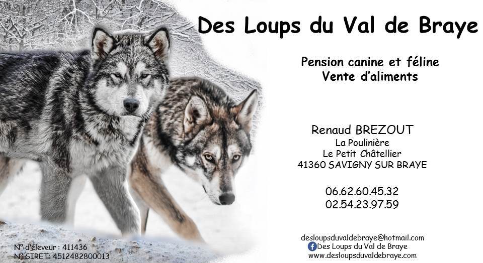 DES LOUPS DU VAL DE BRAYE — photo