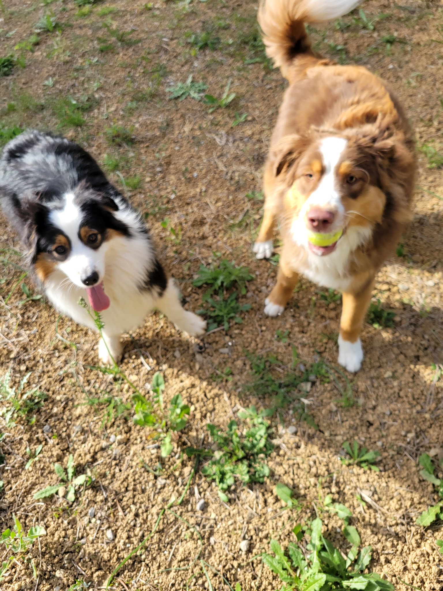 Pension canine et crèche canine Dog-Vacances — photo