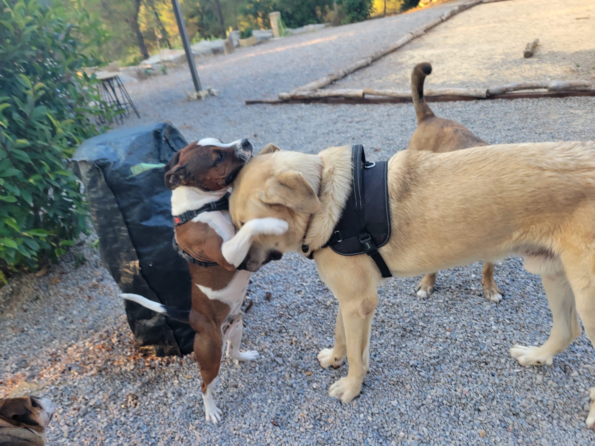Pension canine et crèche canine Dog-Vacances — photo