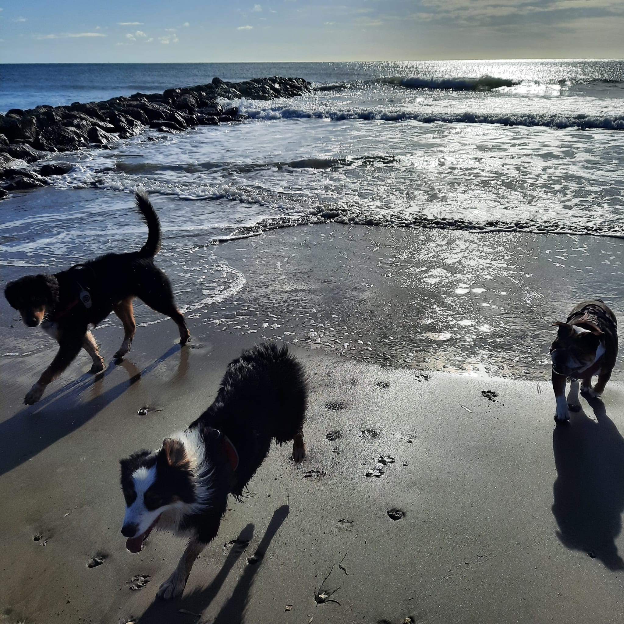 Pension canine et crèche canine Dog-Vacances