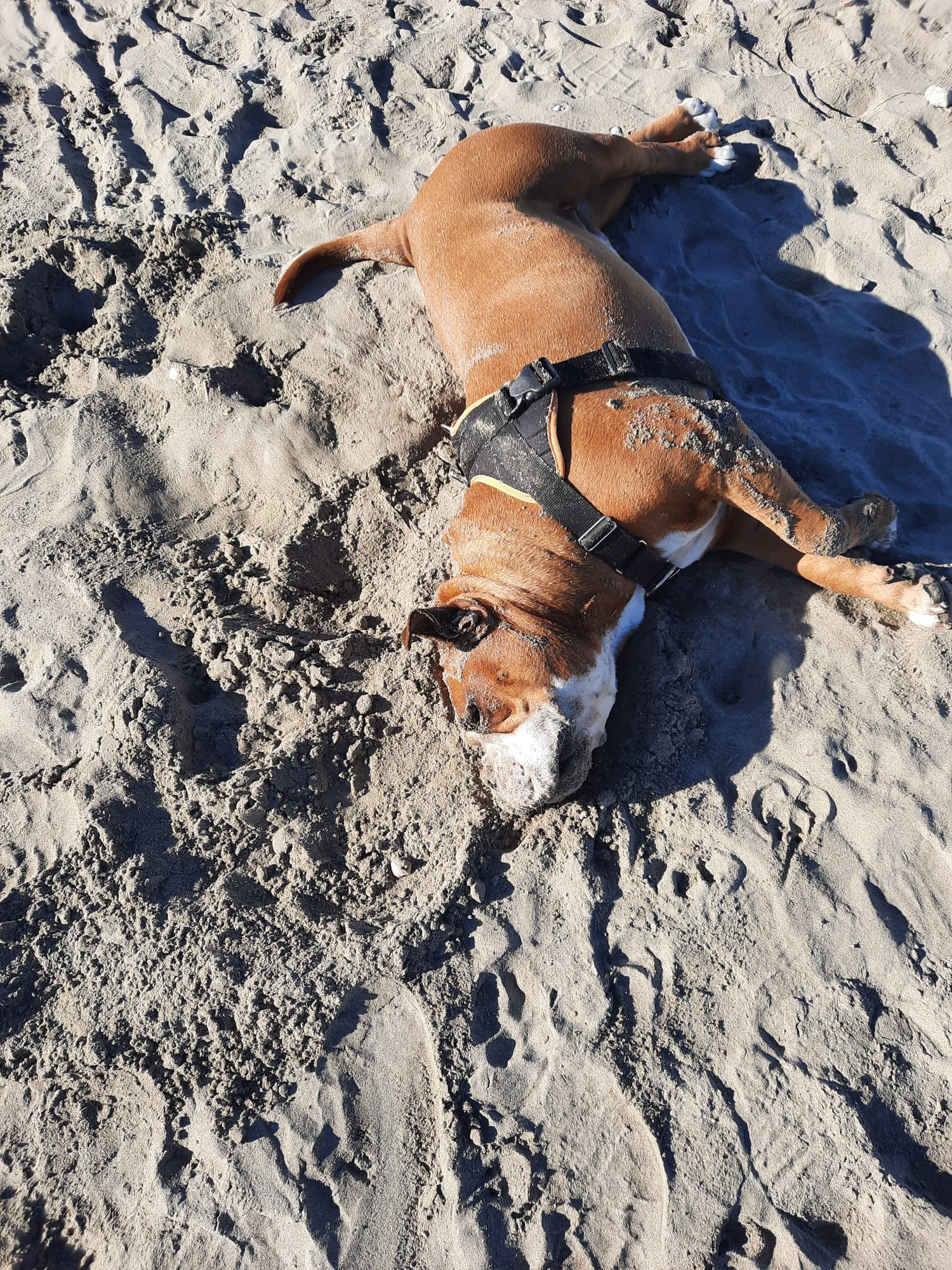 Pension canine et crèche canine Dog-Vacances — photo