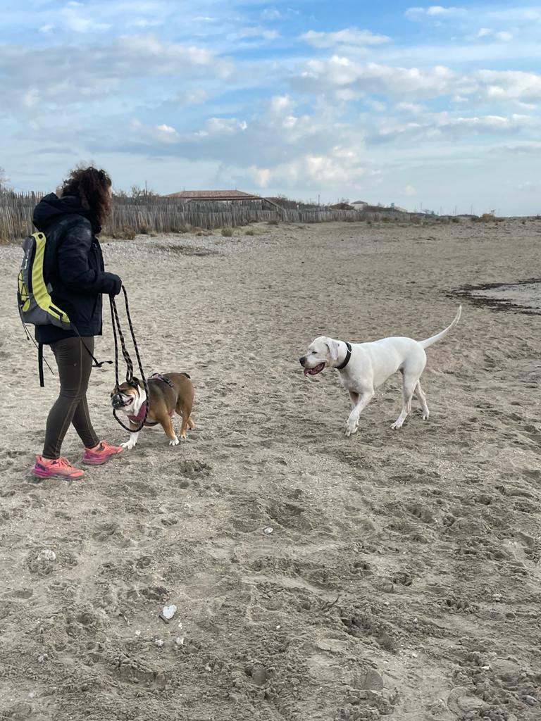 Pension canine et crèche canine Dog-Vacances — photo