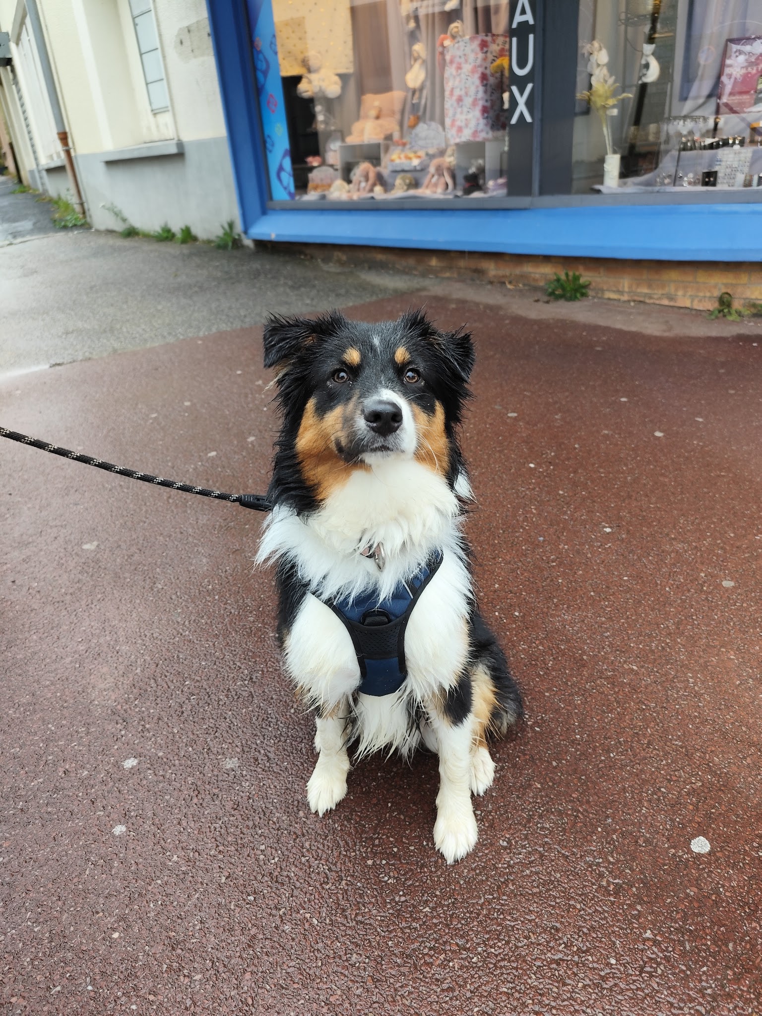 Lucie Durand - Educateur comportementaliste Canin - Pet Sitter — photo