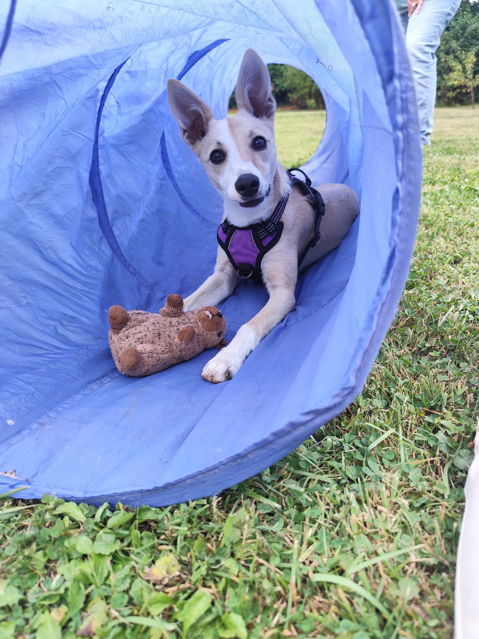 Lucie Durand - Educateur comportementaliste Canin - Pet Sitter — photo