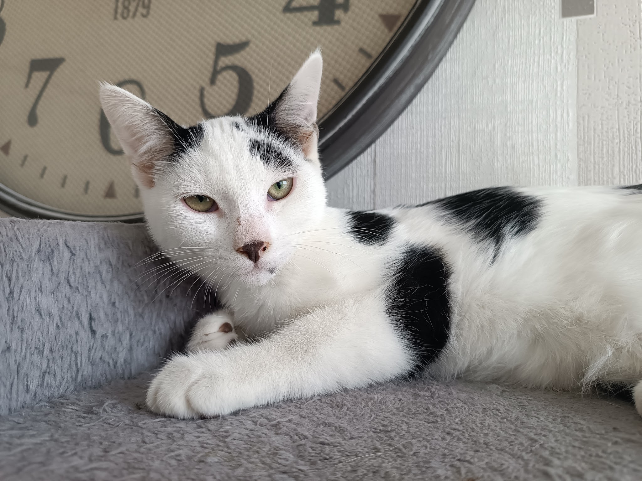 Lucie Durand - Educateur comportementaliste Canin - Pet Sitter — photo