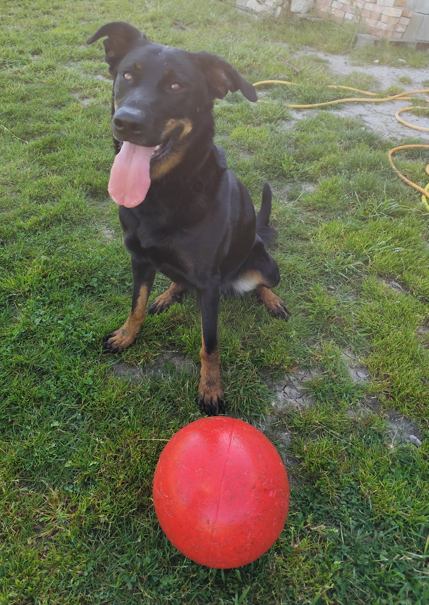 Lucie Durand - Educateur comportementaliste Canin - Pet Sitter — photo