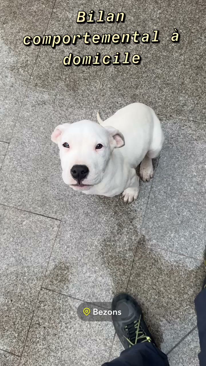 Elite dog — photo