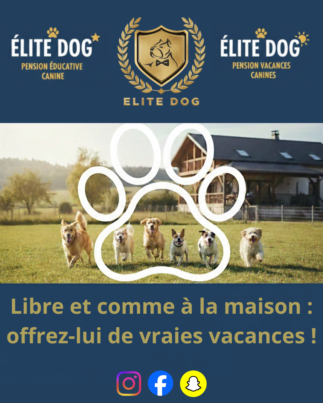 Elite dog — photo