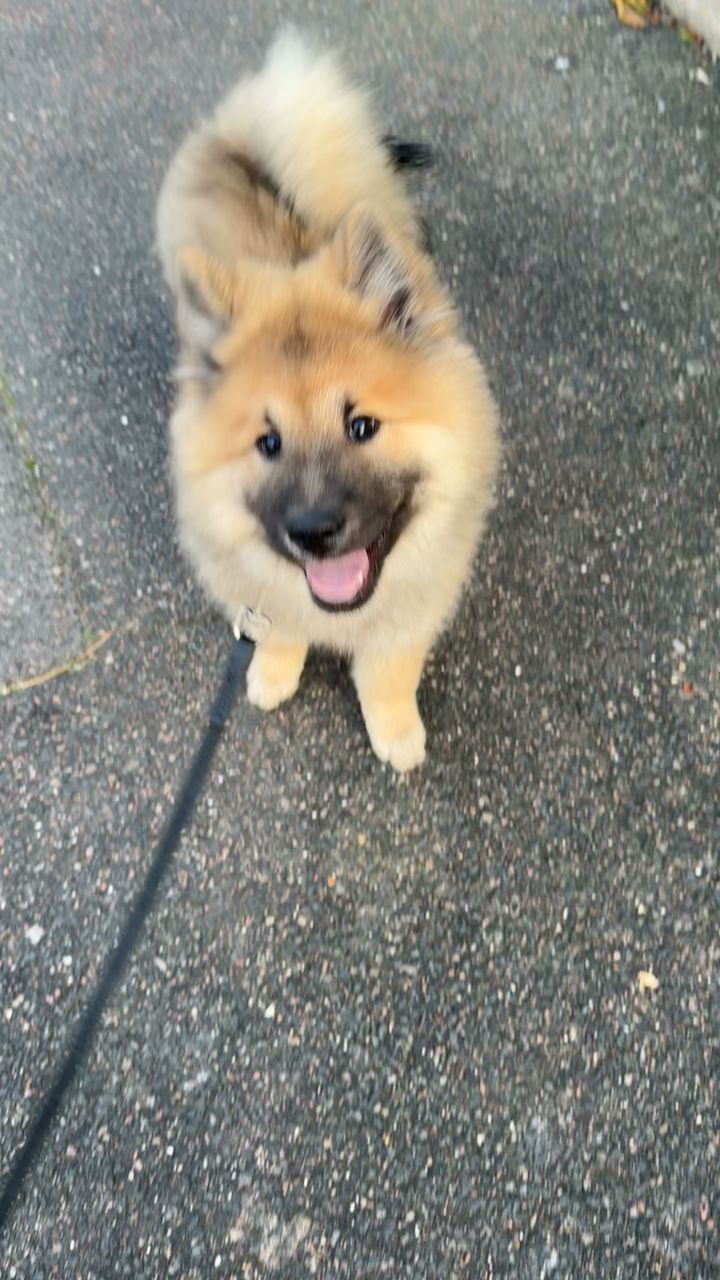 Elite dog — photo