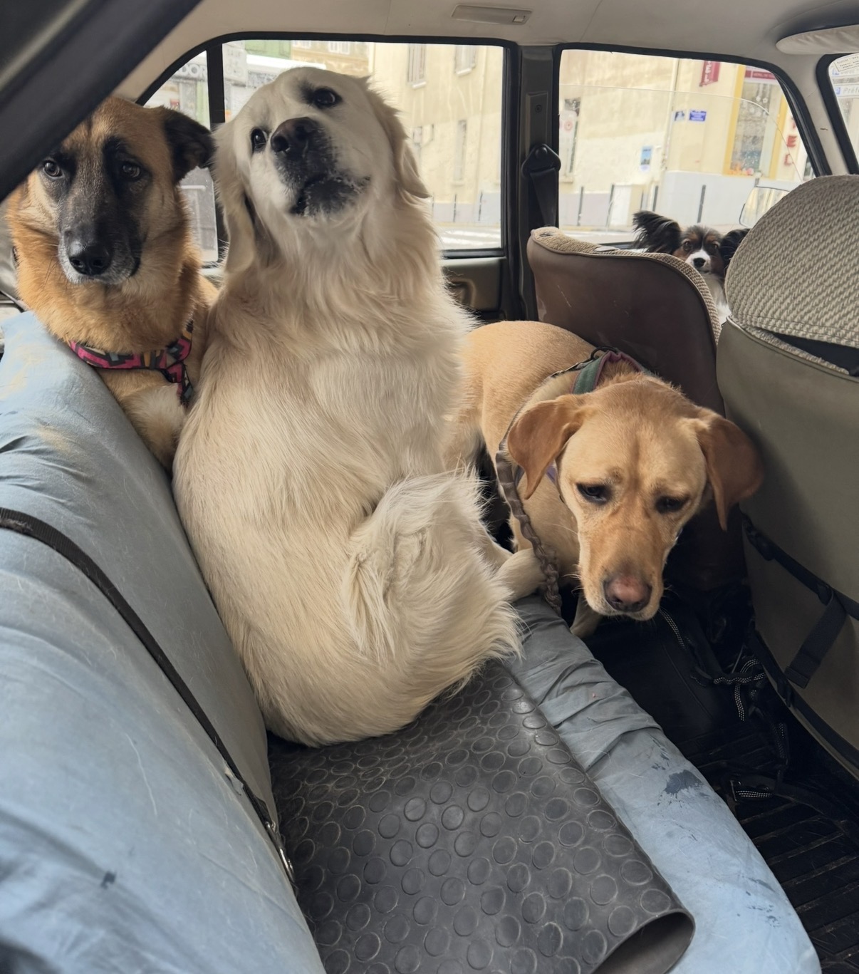 MA PEPETTE MARSEILLE petsitter & dogwalker — photo