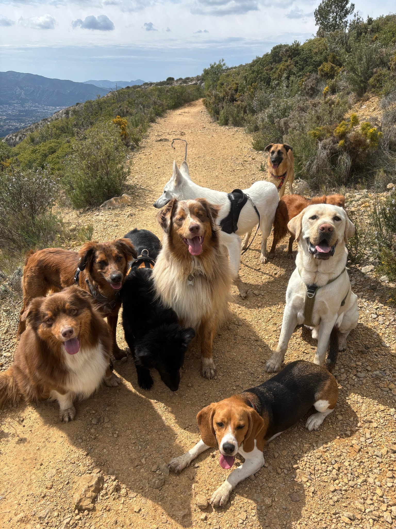 MA PEPETTE MARSEILLE petsitter & dogwalker — photo