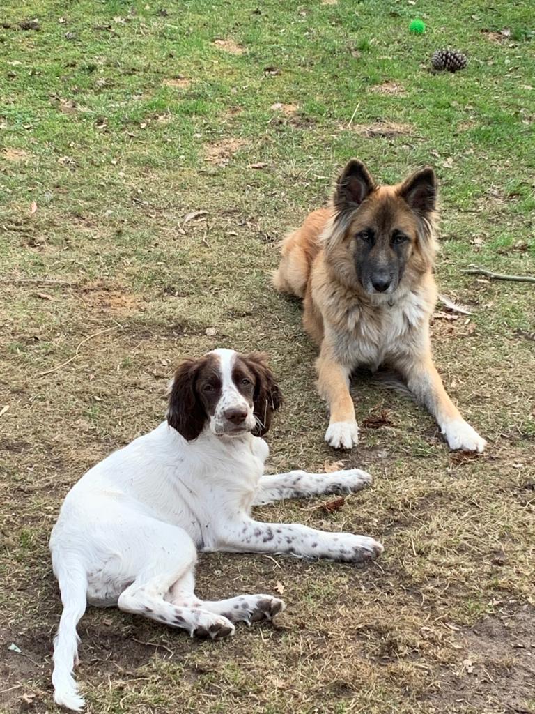 CapDog and Co — Garde d’animaux Taussat Lanton — photo