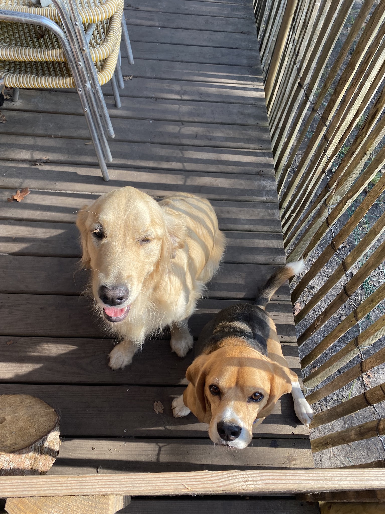 CapDog and Co — Garde d’animaux Taussat Lanton — photo
