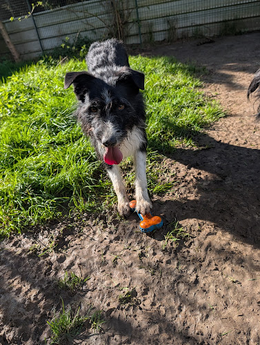 Pension du Jardin des Chiens – Garde canine familiale 27