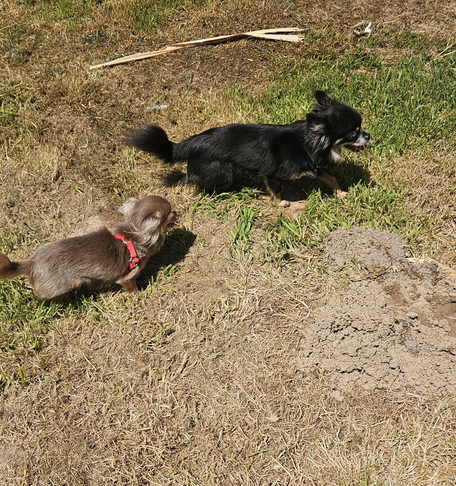 Pension du Jardin des Chiens – Garde canine familiale 27 — photo