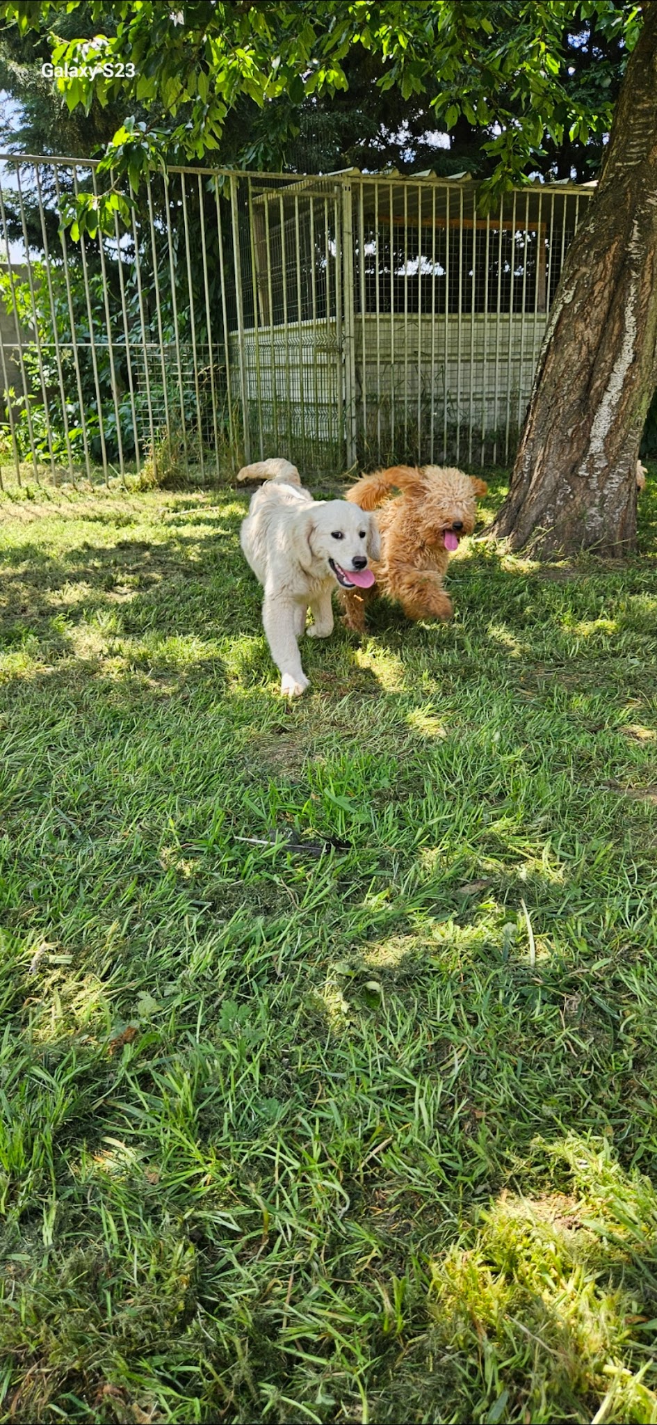 Pension du Jardin des Chiens – Garde canine familiale 27 — photo