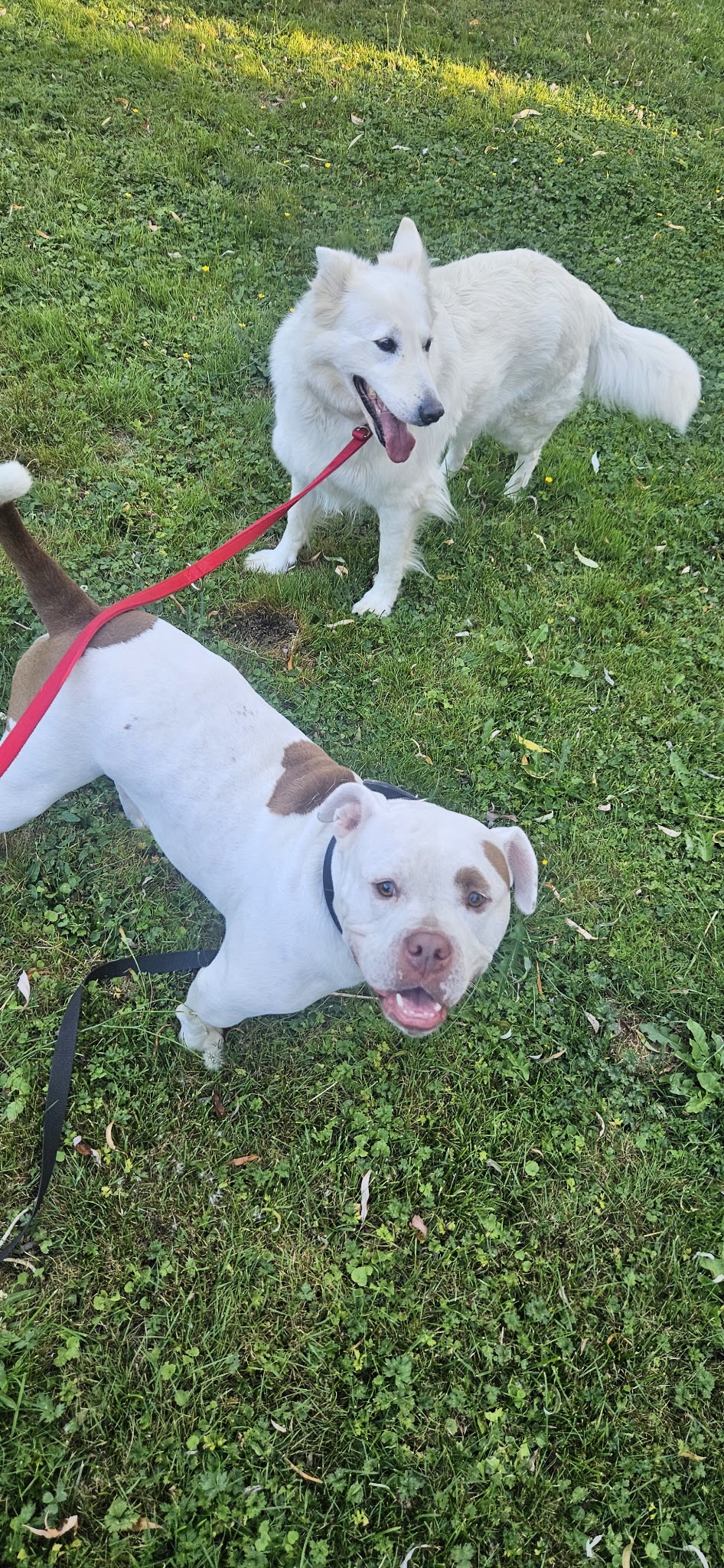Pension du Jardin des Chiens – Garde canine familiale 27 — photo