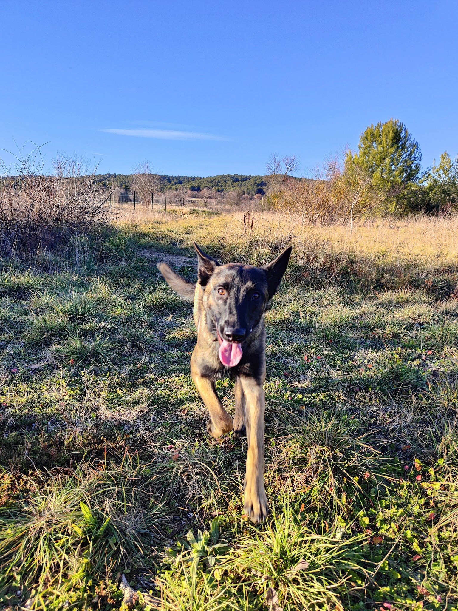 Petsitter Cristel — photo