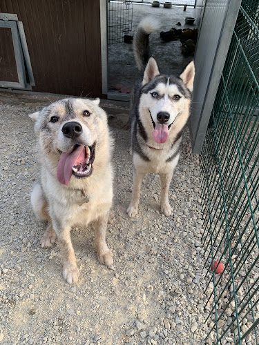 Pension Canine et Toilettage SAMARA