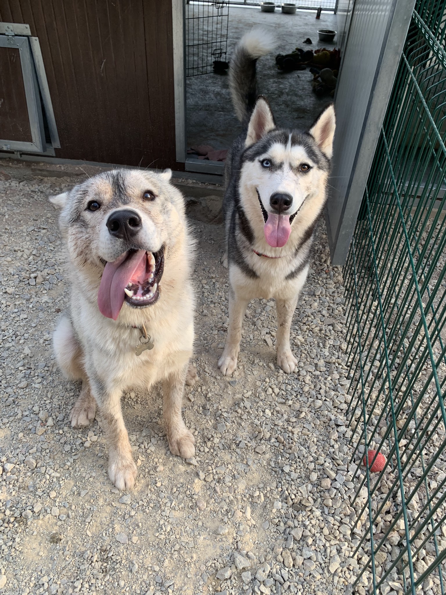 Pension Canine et Toilettage SAMARA — photo