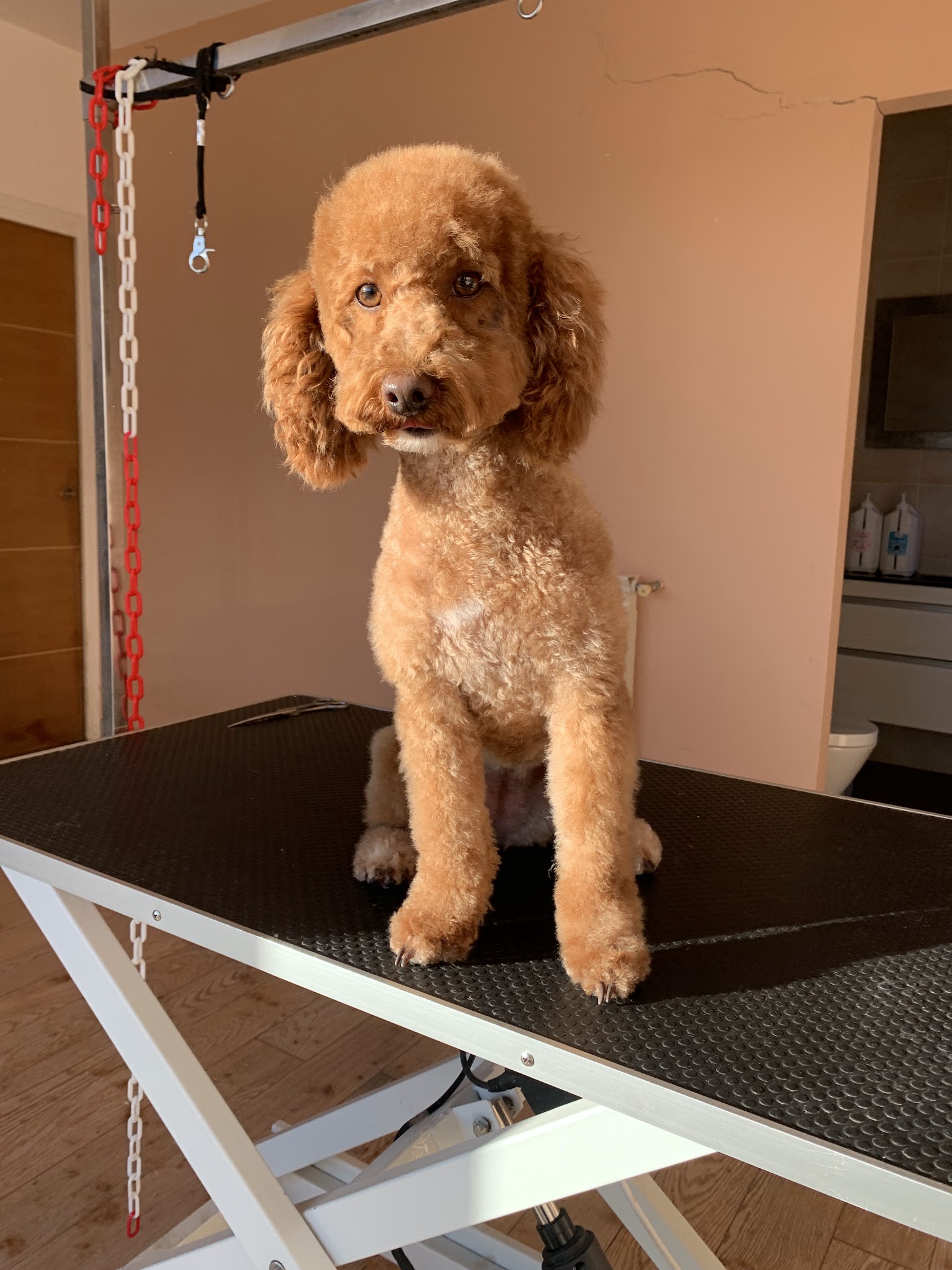 Pension Canine et Toilettage SAMARA — photo