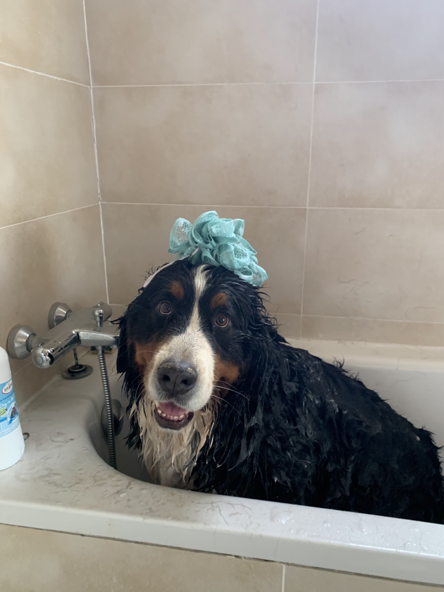 Pension Canine et Toilettage SAMARA — photo