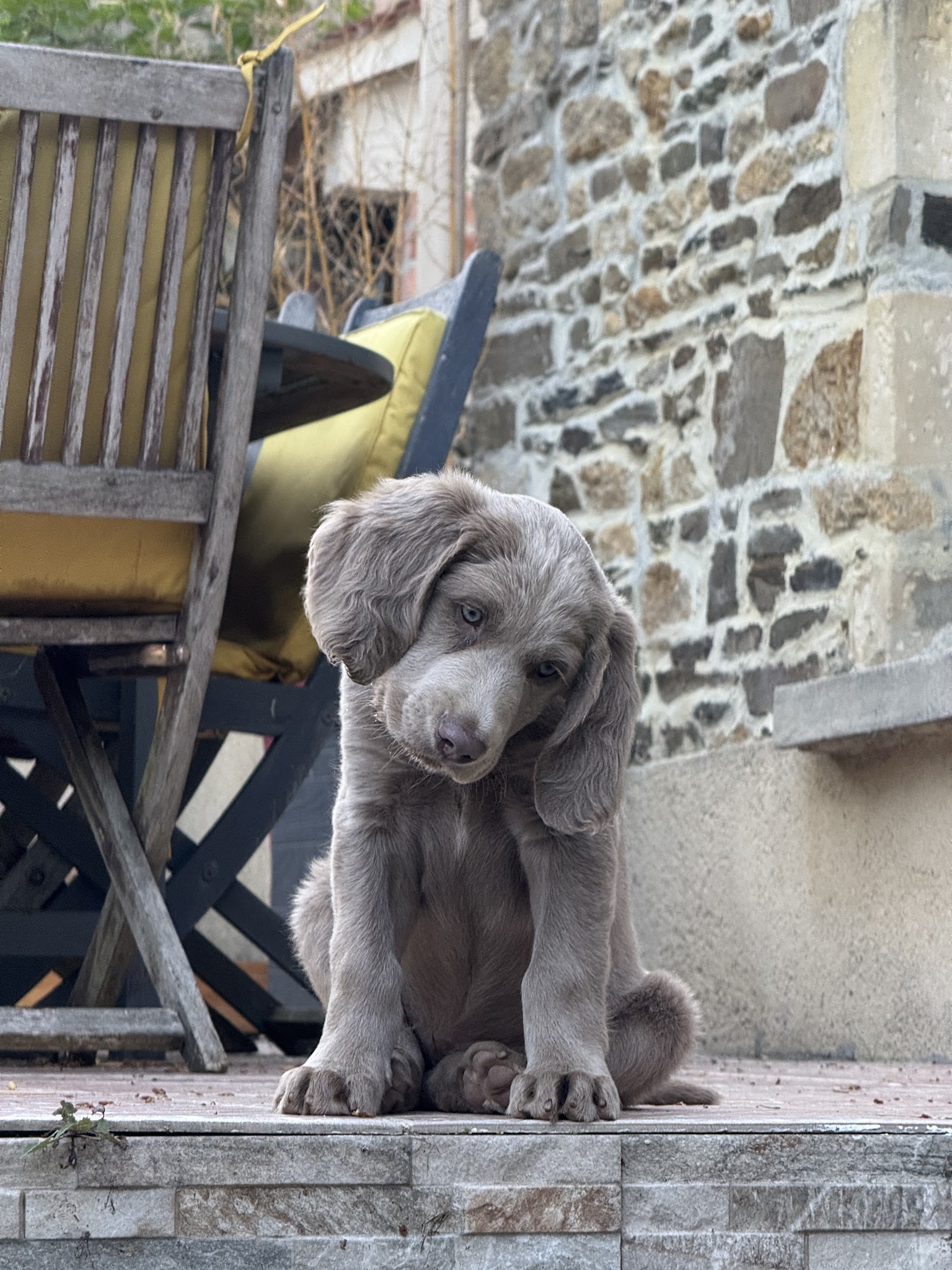 Le Petit Dan — photo