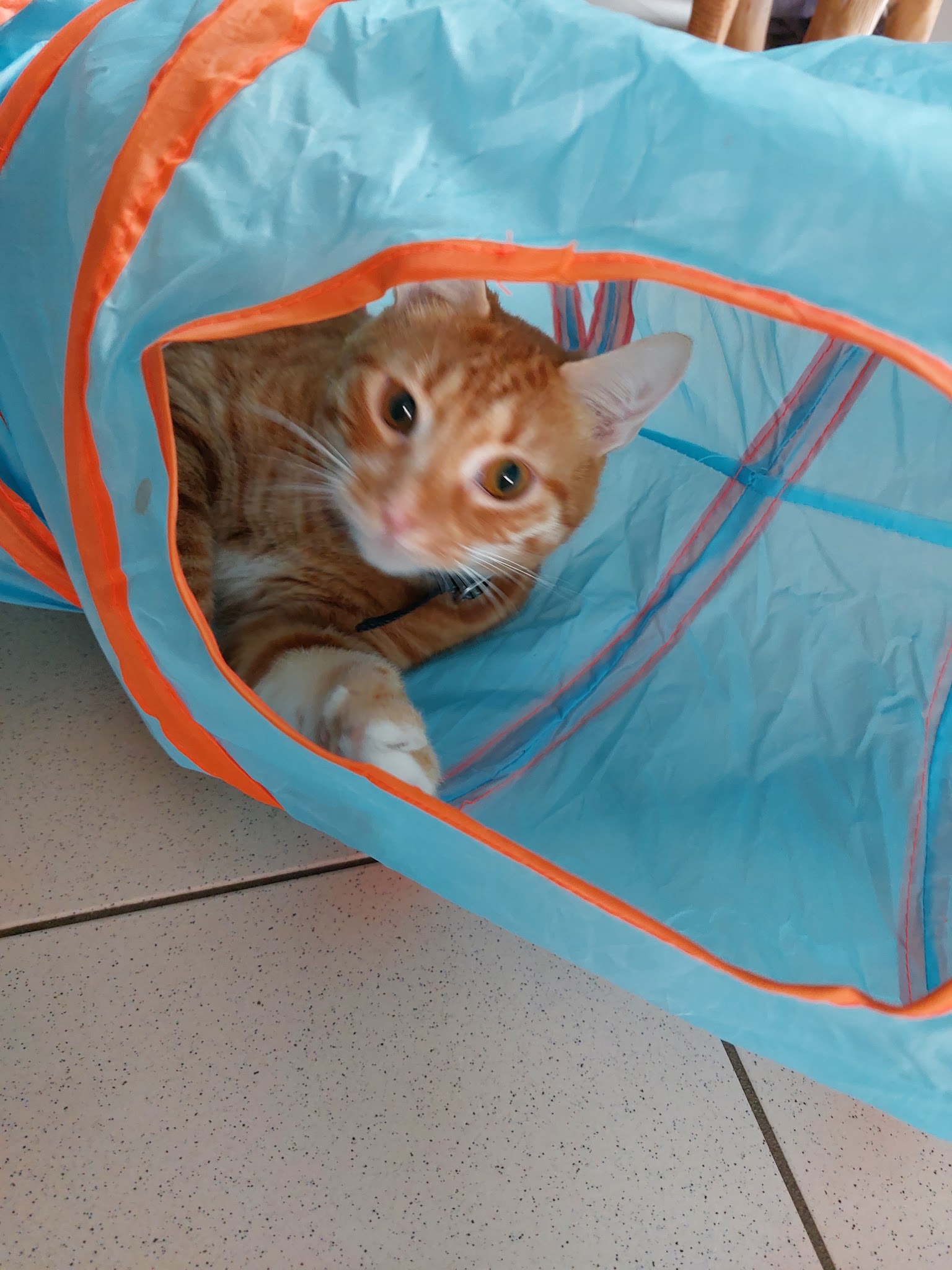 Cycocoon — photo