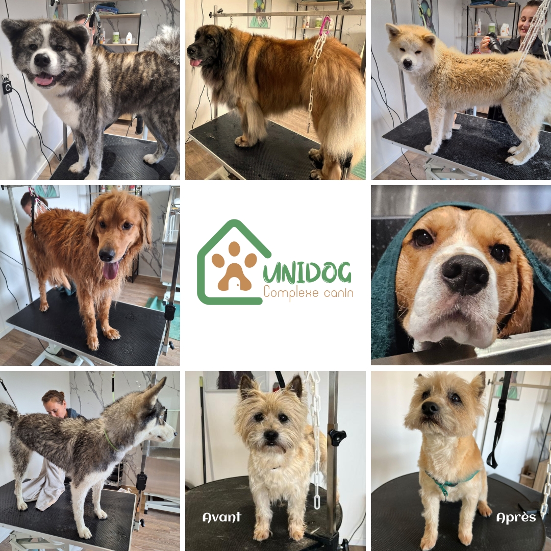Unidog - Complexe canin innovant — photo