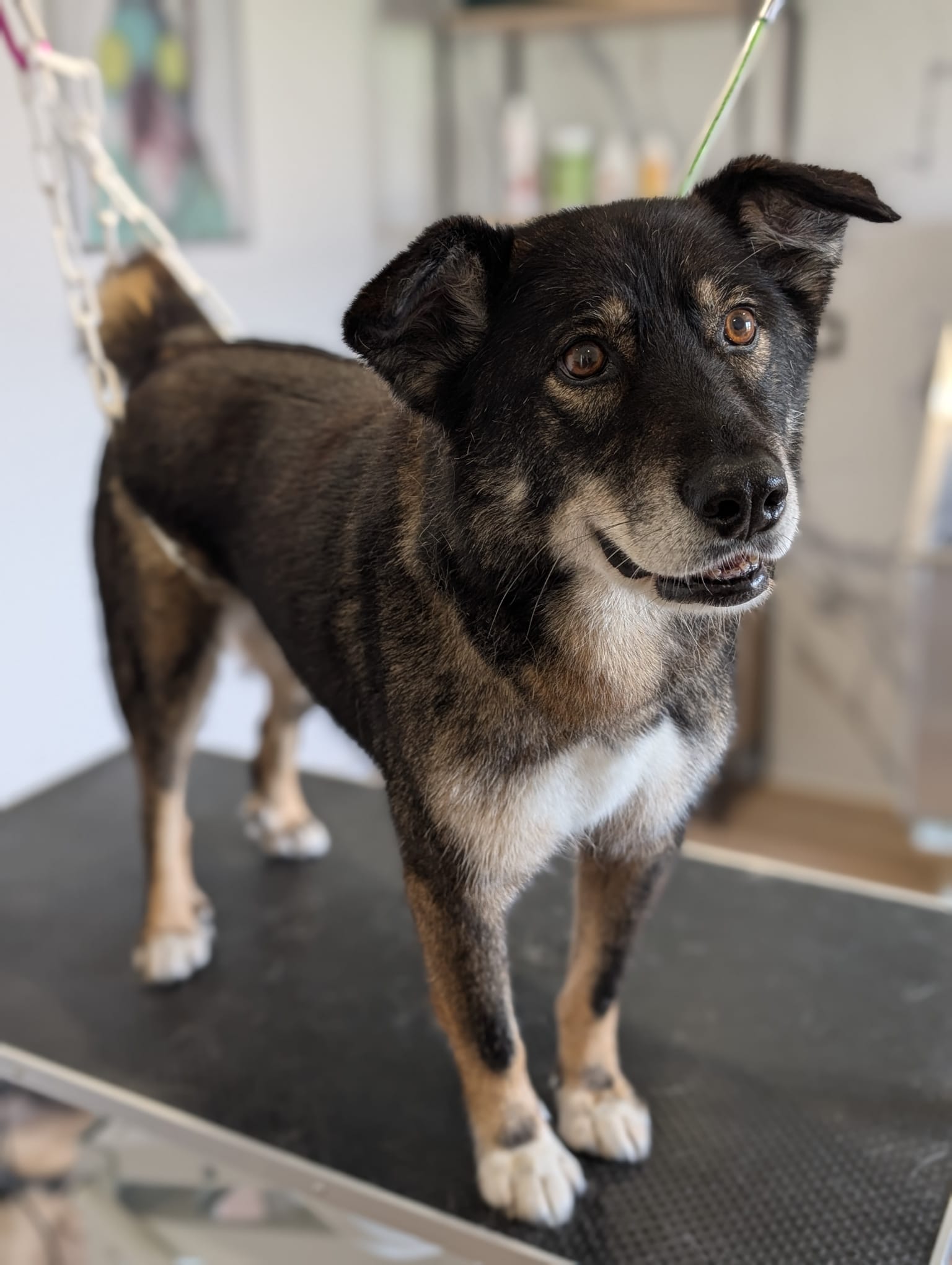 Unidog - Complexe canin innovant — photo