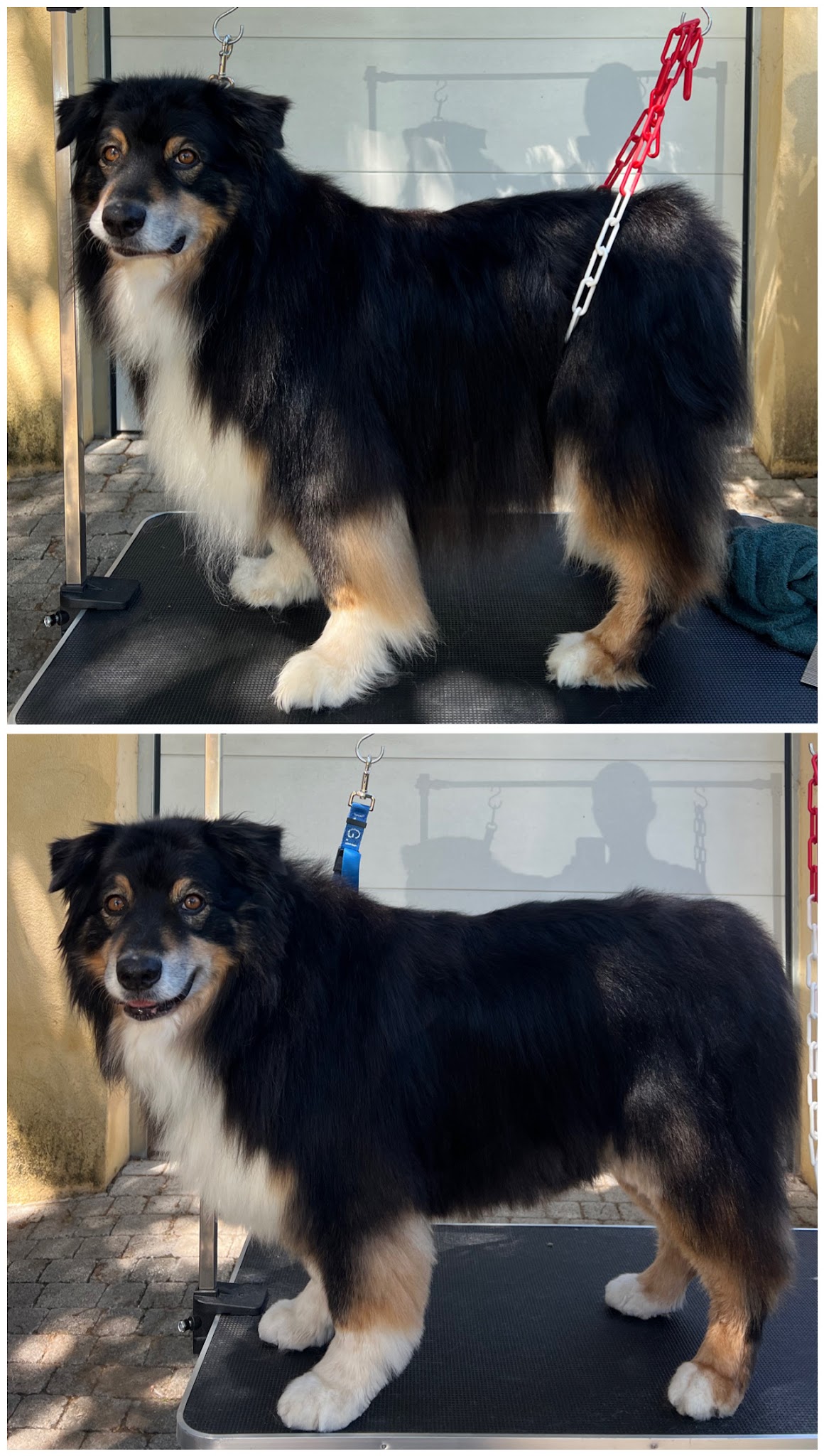 POIL DE STAR - TOILETTAGE À DOMICILE 06 — photo
