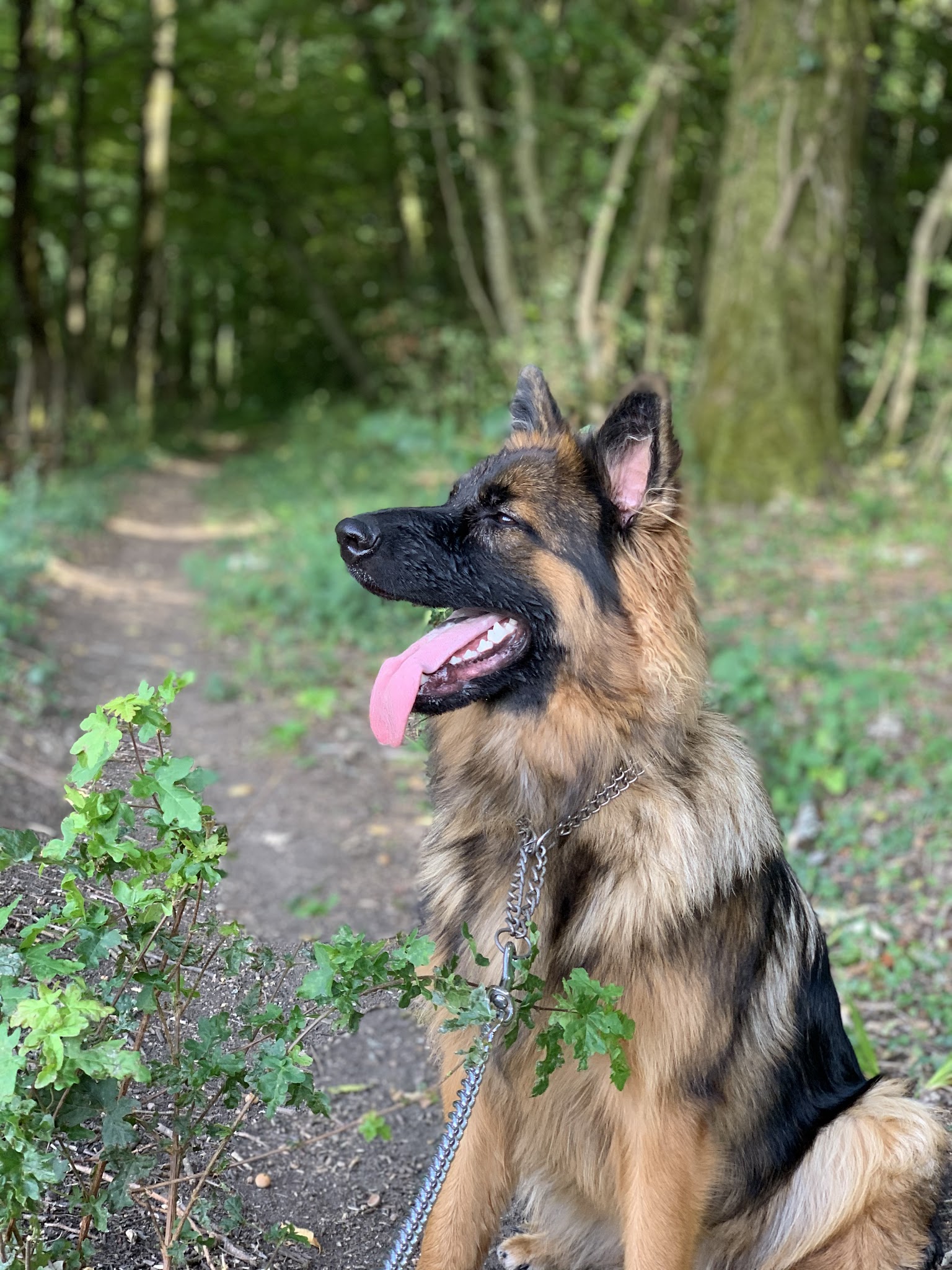 ANZO EDUC - Éducation canine — photo
