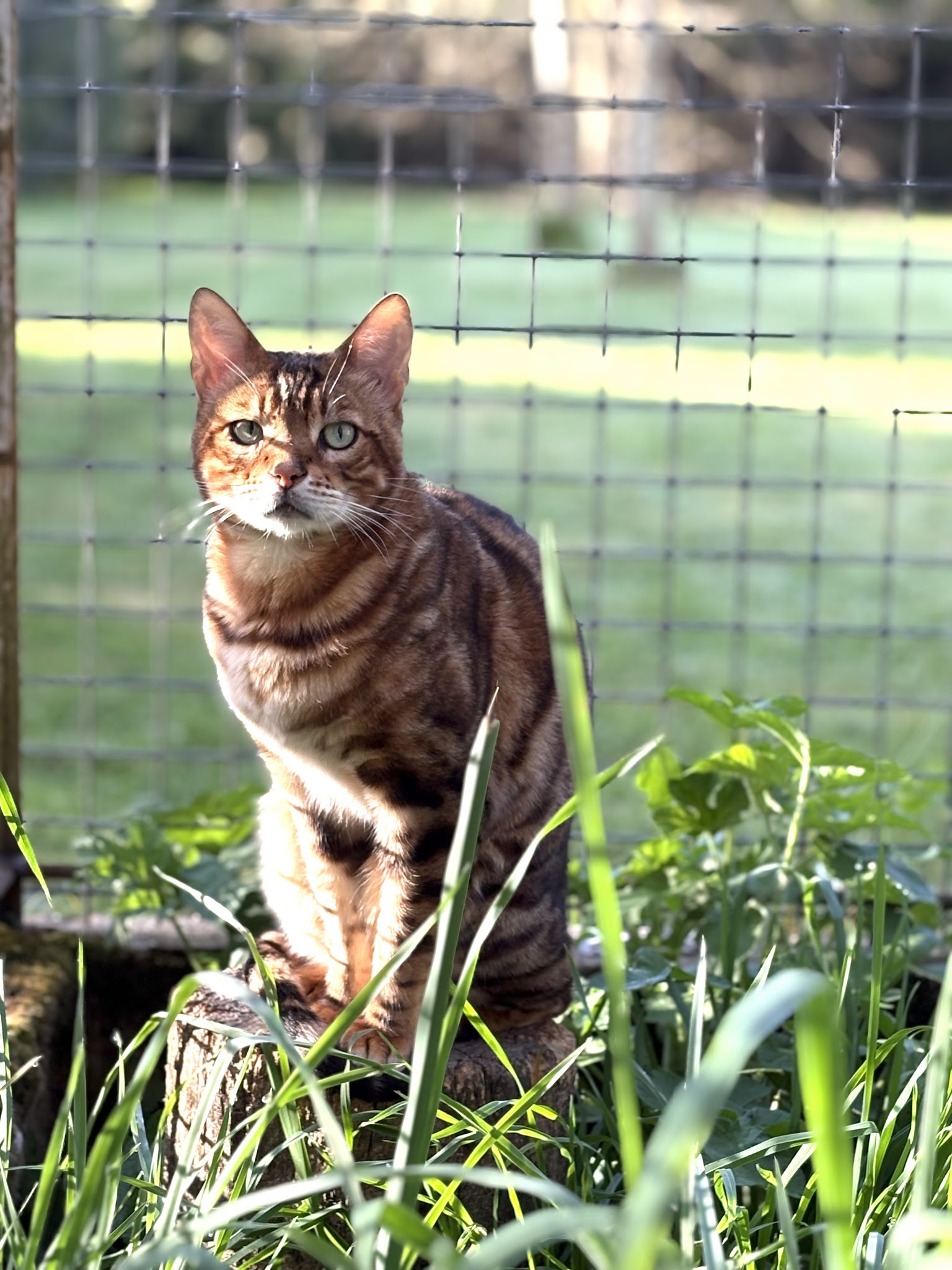 Pension chiens et chats Charton Gérard Et Laure SAS — photo