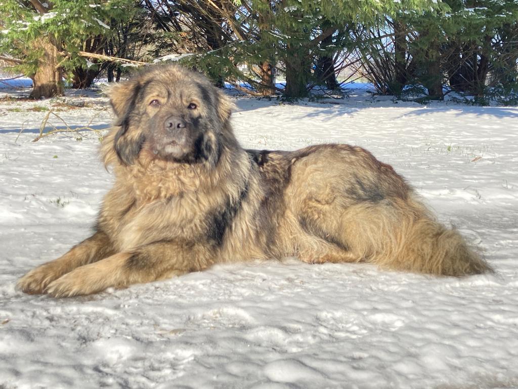 Pension chiens et chats Charton Gérard Et Laure SAS — photo