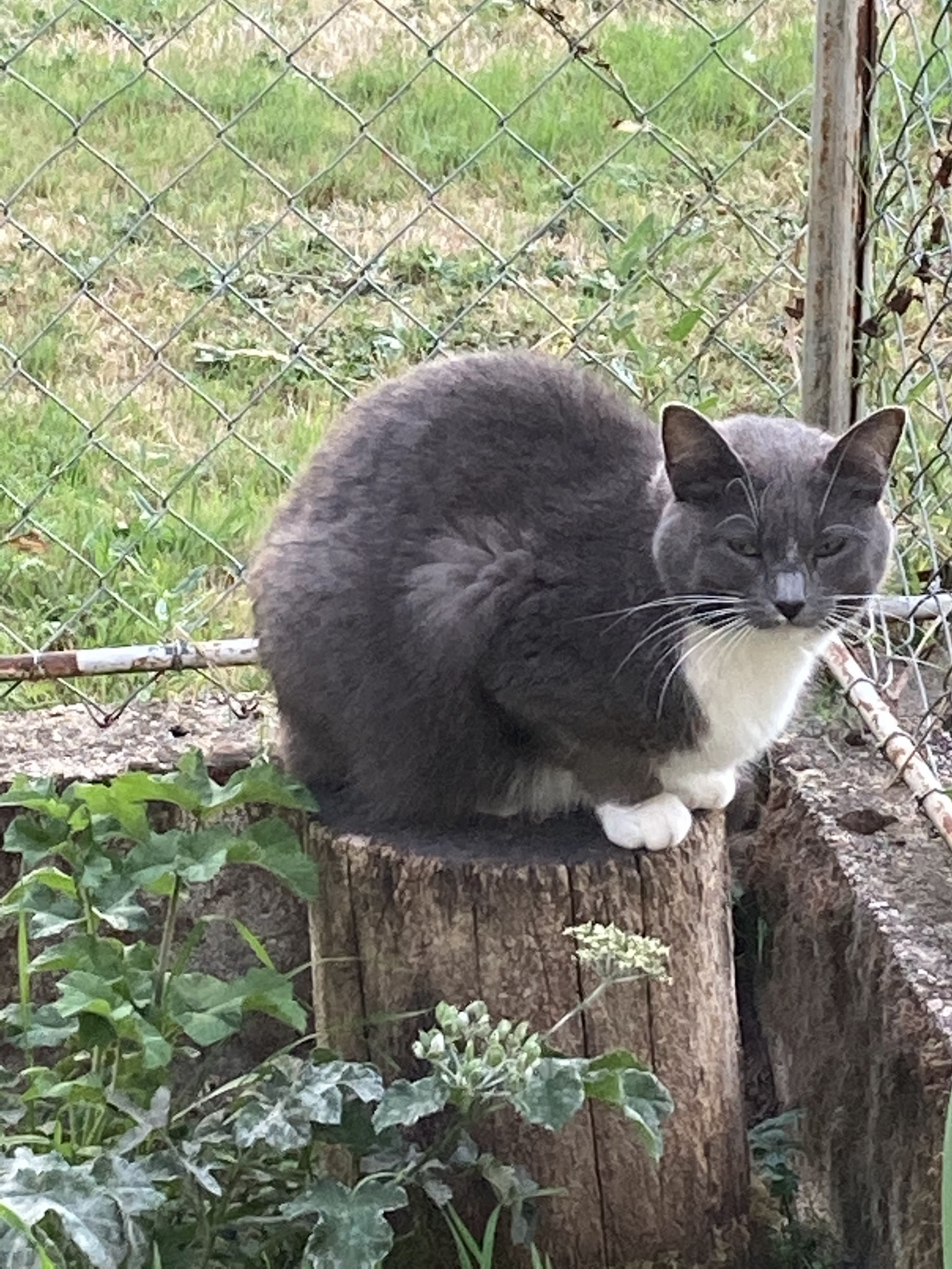 Pension chiens et chats Charton Gérard Et Laure SAS — photo