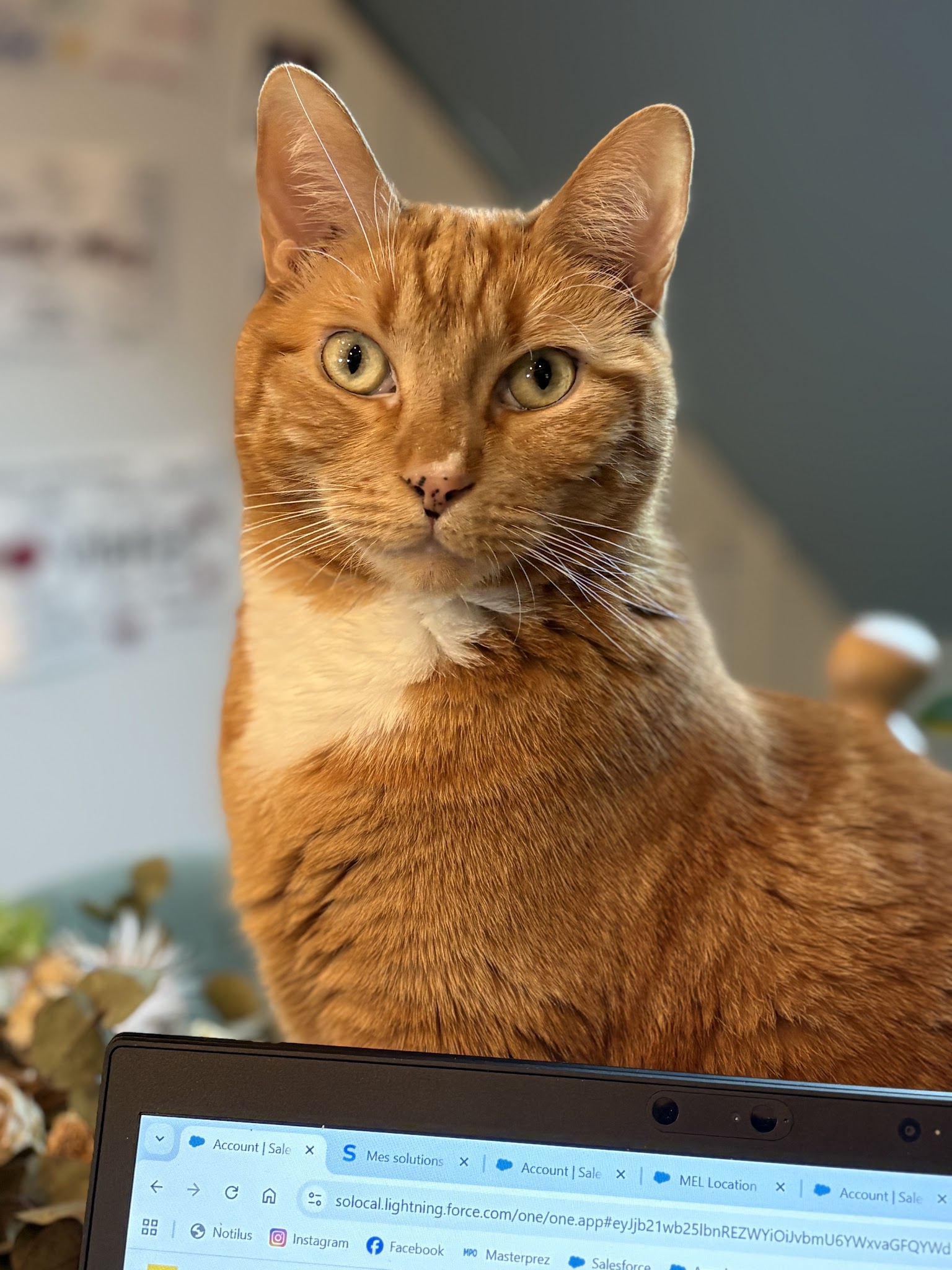 A VOS PAPATTES BY NATH - Pet Sitter professionnelle garde d'animaux à votre domicile (chien chats)/ Strasbourg — photo