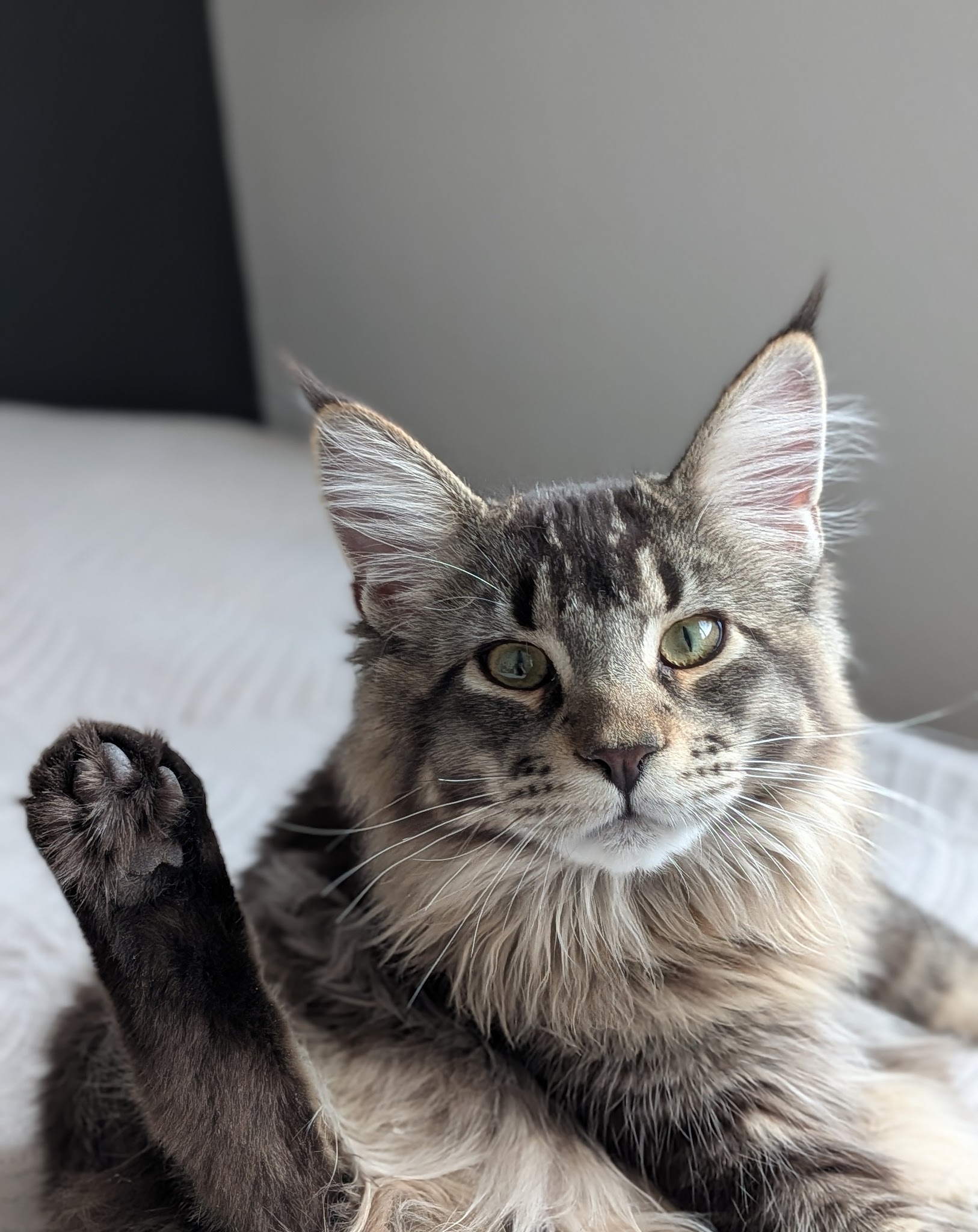A VOS PAPATTES BY NATH - Pet Sitter professionnelle garde d'animaux à votre domicile (chien chats)/ Strasbourg