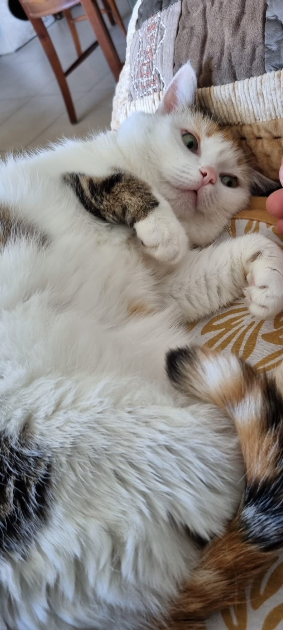 A VOS PAPATTES BY NATH - Pet Sitter professionnelle garde d'animaux à votre domicile (chien chats)/ Strasbourg — photo