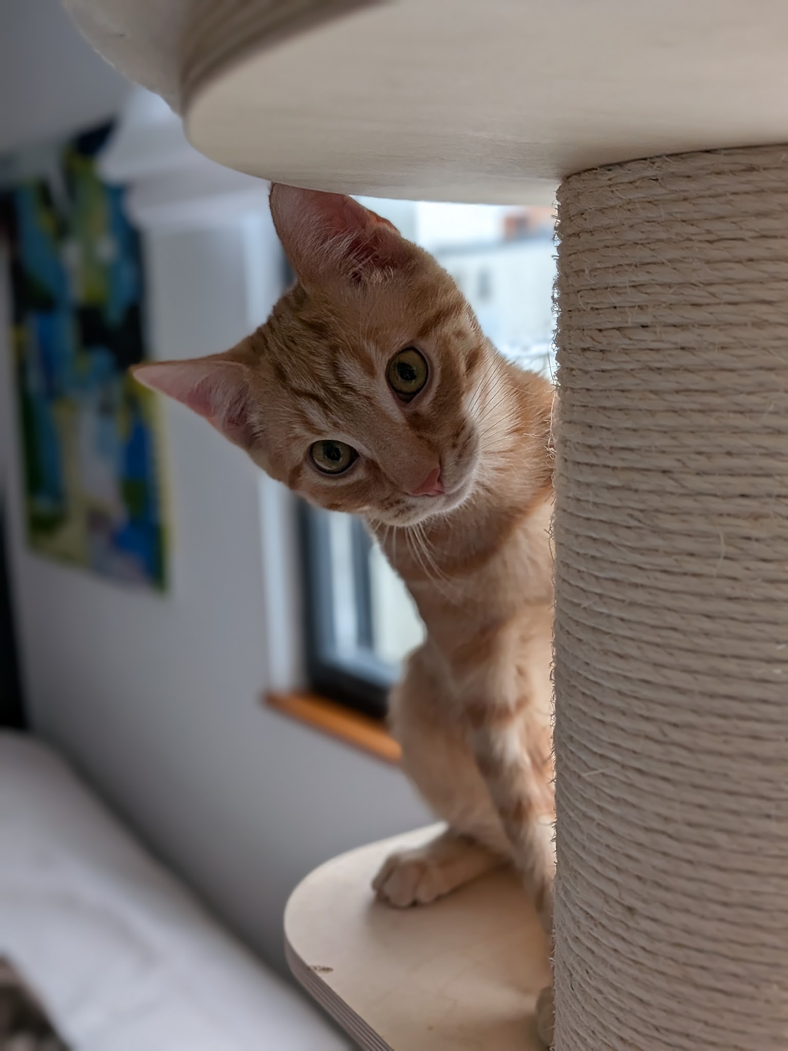 A VOS PAPATTES BY NATH - Pet Sitter professionnelle garde d'animaux à votre domicile (chien chats)/ Strasbourg — photo
