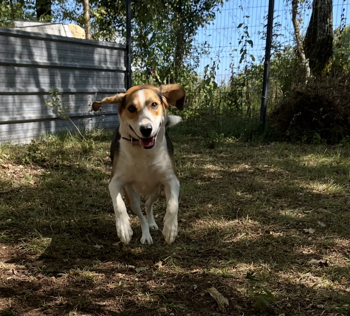 Pension canine des Terres d’Ulysse — photo