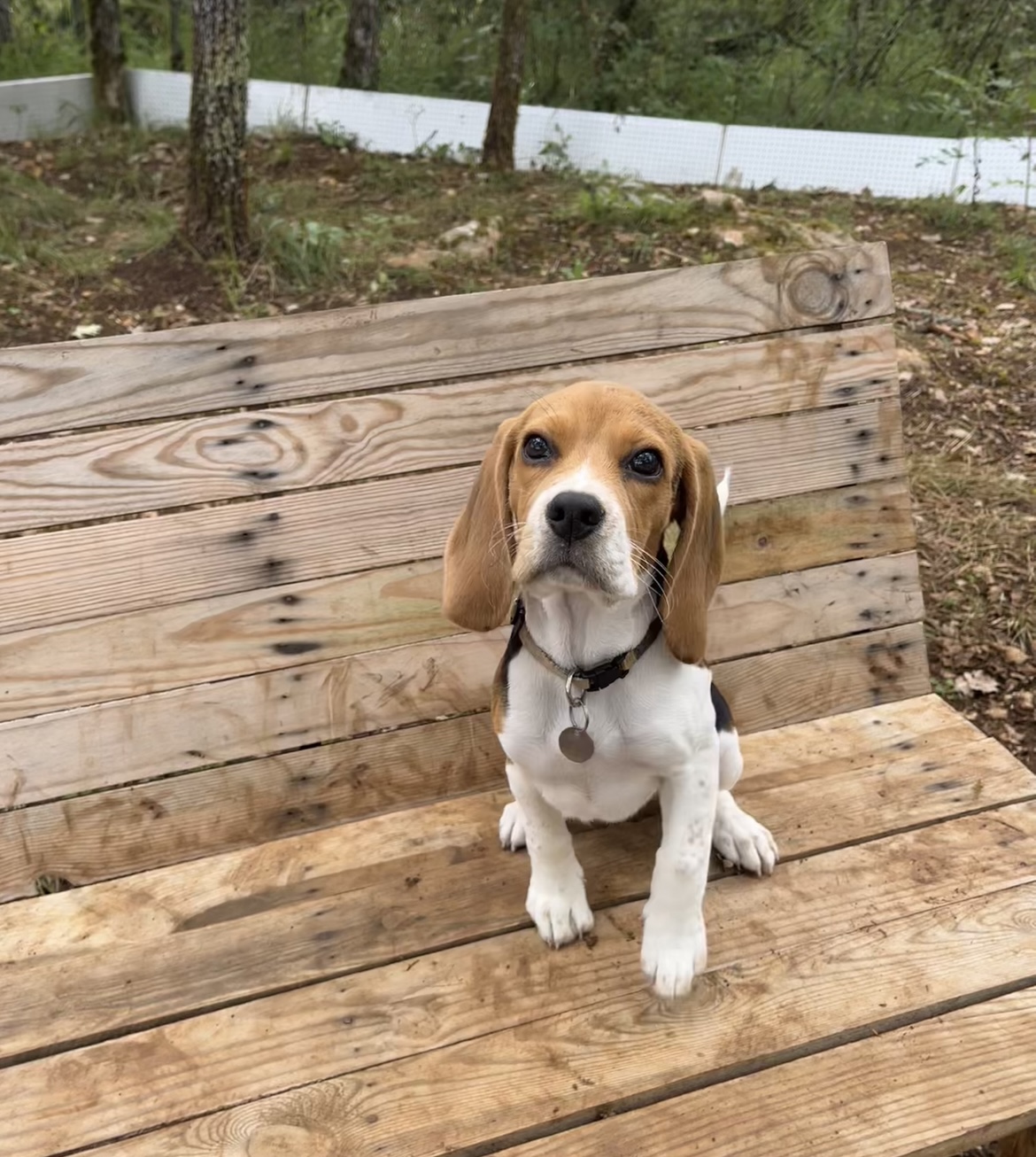 Pension canine des Terres d’Ulysse — photo