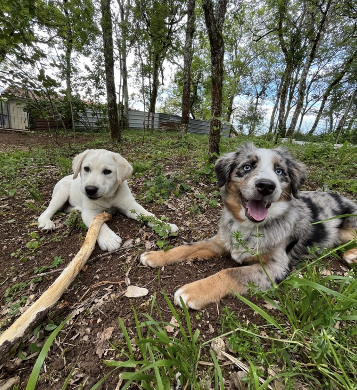 Pension canine des Terres d’Ulysse — photo