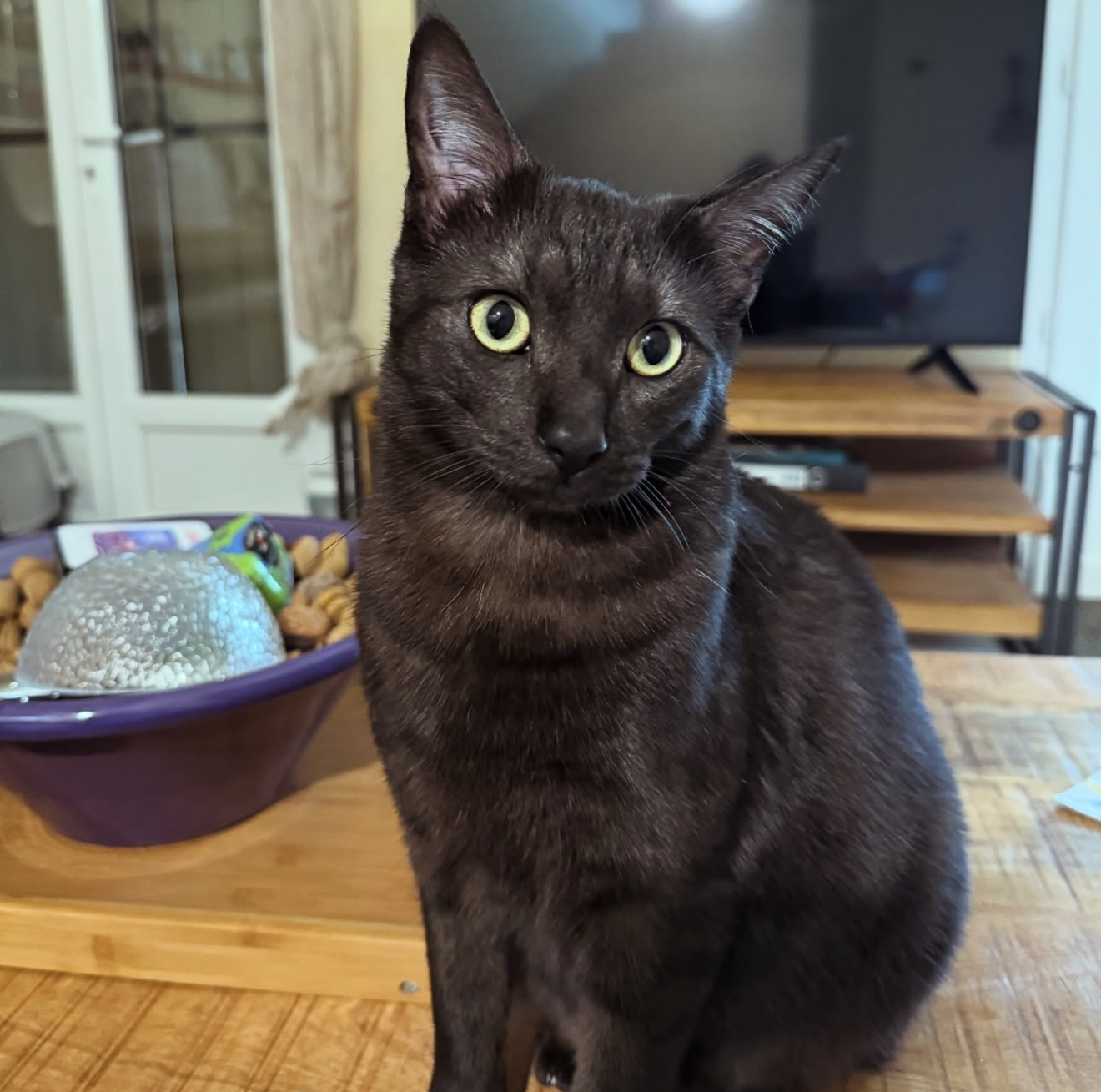 AD Petsitting | Gardienne d'animaux — photo