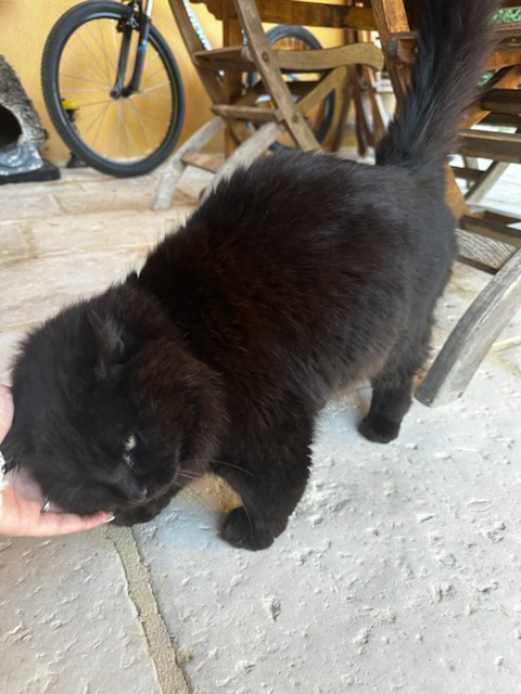 AD Petsitting | Gardienne d'animaux — photo