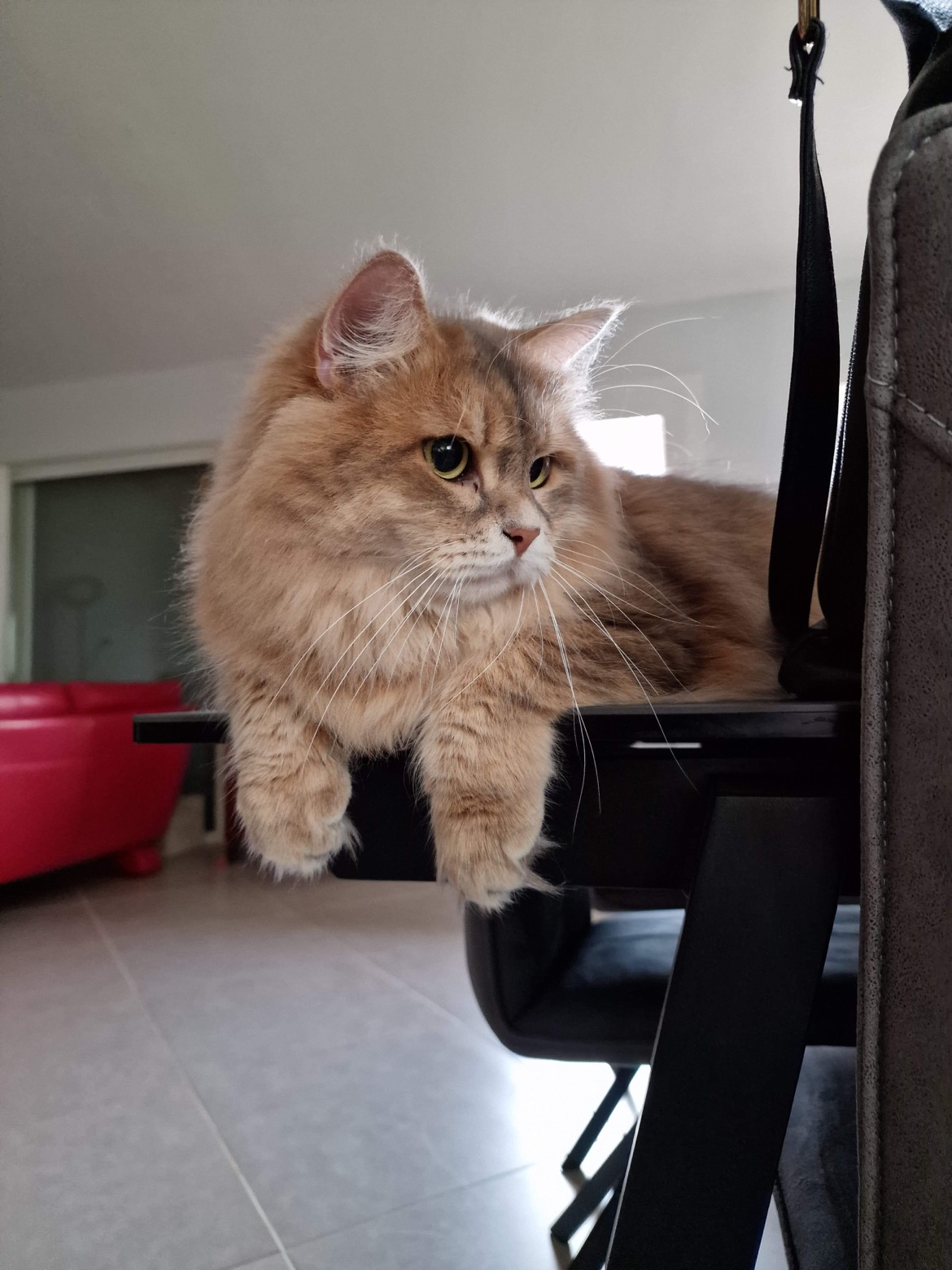AD Petsitting | Gardienne d'animaux — photo