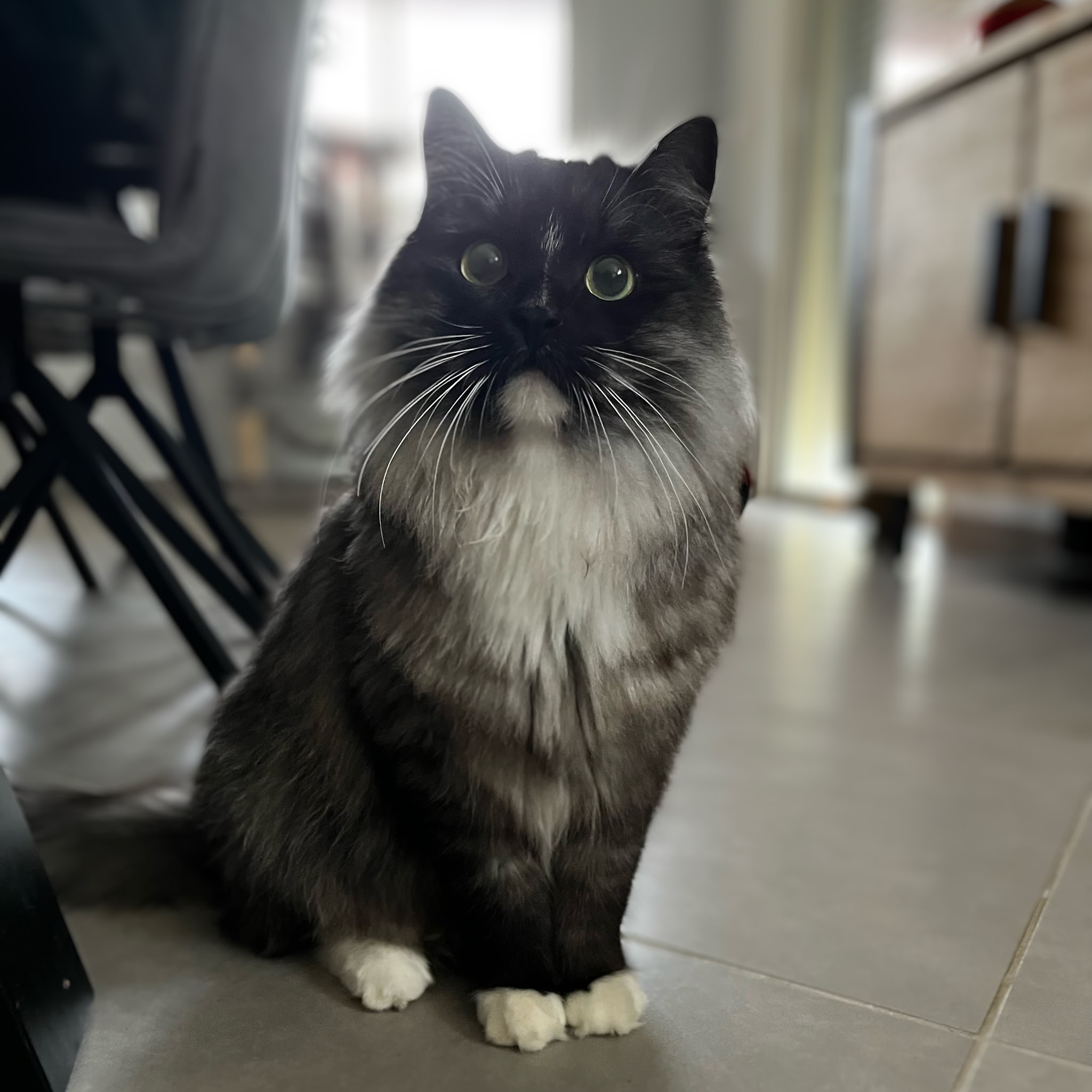 AD Petsitting | Gardienne d'animaux — photo