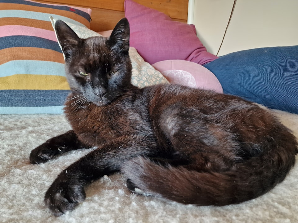 Les Patounes du Moulin — photo