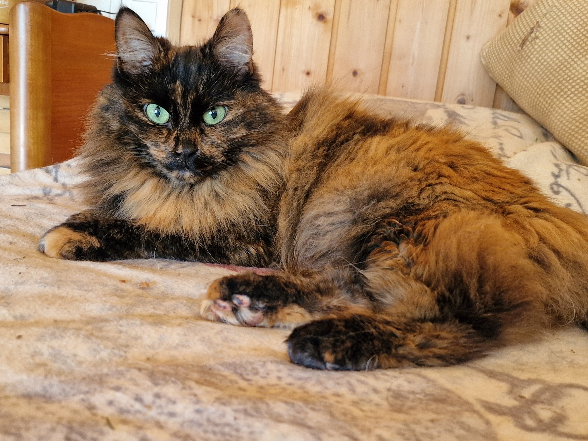 Les Patounes du Moulin — photo